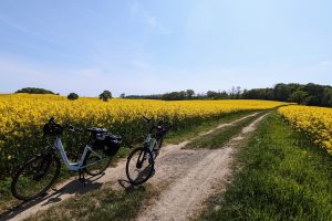 2 Fahrräder stehen auf einem Feldweg, der zwischen 2 Rapsfeldern durchführt. Im Hintergrund Bäume und Sträucher.