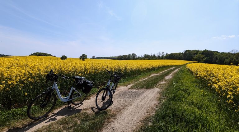 2 Fahrräder stehen auf einem Feldweg, der zwischen 2 Rapsfeldern durchführt. Im Hintergrund Bäume und Sträucher.